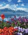 Painting by numbers - Flower heaven 
