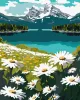 Картина за номерами - Квітучі ромашки ©art_selena_ua