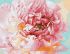 Painting by numbers - Gentle peony ©Ira Volkova