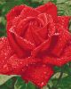 Painting by numbers - Tenderness of a rose 