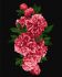Painting by numbers - Passionate peonies 