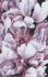 Painting by numbers - The peony magic 2