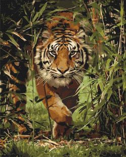 Painting by numbers - King of the jungle 