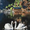 Painting by numbers - Magic swans 