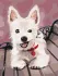 Painting by numbers - Playful puppy