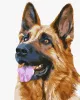 Картина за номерами - Вірний друг