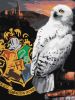 Картина за номерами - Harry Potter: Гедвіґа та Гоґвортс ©Warner Bros.