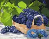 Картина за номерами - Виноград у кошику