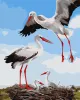 Картина за номерами - Сім'я лелек ©art_selena_ua