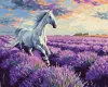 Картина по номерам - В лавандовых полях ©art.solomiia
