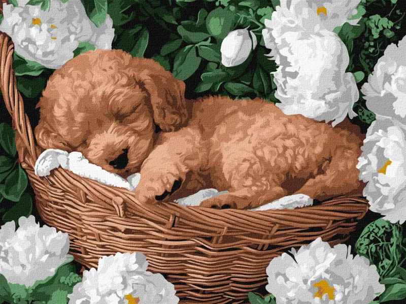 Картина по номерам - Спящий пудель ©art_selena_ua
