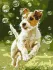 Painting by numbers - Catch the Bubble! ©art_selena_ua