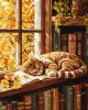 Картина за номерами - Кіт та книга ©art_selena_ua
