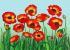 Розпис по полотну - Маки