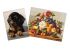 Sets of paintings - "Bohemian waxwing lunch " & "Dedicated look"