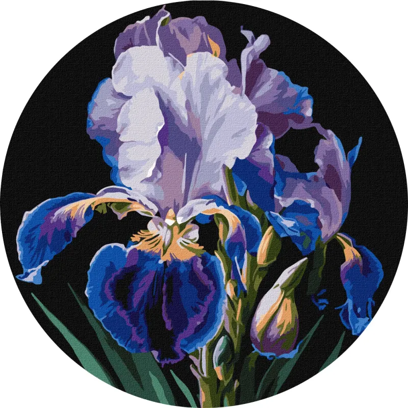 Painting by numbers - Delicate irises ©art_selena_ua