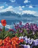 Painting by numbers - Flower heaven 