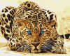 Painting by numbers - A wild cat 
