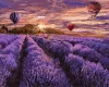 Painting by numbers - Blooming lavender