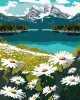 Картина по номерам - Цветущие ромашки ©art_selena_ua