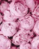 Painting by numbers - Pink tenderness