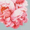 Painting by numbers - Pink peonies 