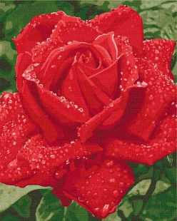 Painting by numbers - Tenderness of a rose 
