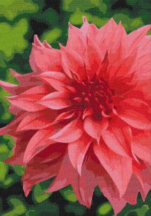Painting by numbers - Magic dahlia 