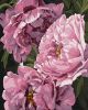 Painting by numbers - Flower magic ©ArtAlekhina