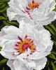 Painting by numbers - White peonies ©ArtAlekhina