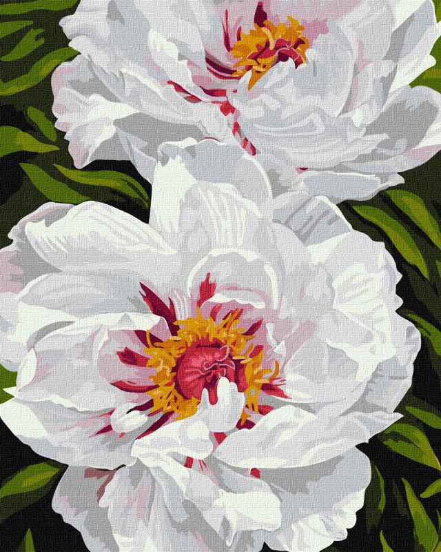 Painting by numbers - White peonies ©ArtAlekhina