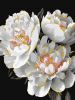 Painting by numbers - Snow-white buds with metallic paints ©art_selena_ua
