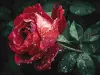 Painting by numbers - Rose in the rain ©art_selena_ua