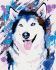 Painting by numbers - Naughty husky 