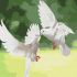 Painting by numbers - Snow white doves 