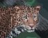Painting by numbers - Wild look