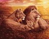 Painting by numbers - Lion family ©Sergey Lobach