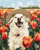 Painting by numbers - A happy labrador ©art_selena_ua