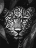 Painting by numbers - Leopard on the hunt ©art_selena_ua