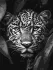 Painting by numbers - Leopard on the hunt ©art_selena_ua