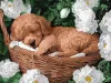 Painting by numbers - A sleeping poodle ©art_selena_ua