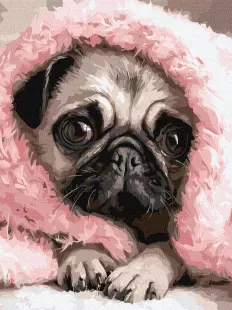 Картина за номерами - Закутаний мопс ©art_selena_ua