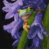 Painting by numbers - Frog in the rain ©art_selena_ua