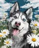 Painting by numbers - Petals Under the Paws ©art_selena_ua