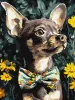 Painting by numbers - Four-legged gentleman ©art_selena_ua